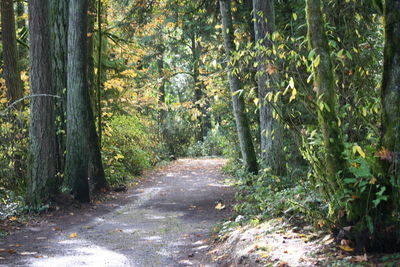 Narrow walkway along trees in the forest