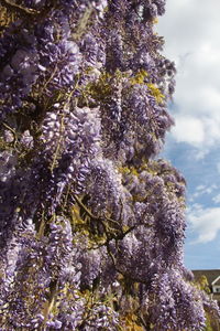 Close-up of purple flowering plant