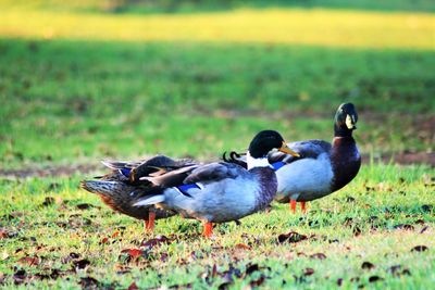 Bird on grassy field