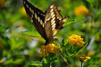 Close-up of butterfly pollinating on flower