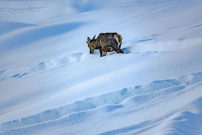 Horse on snow covered landscape