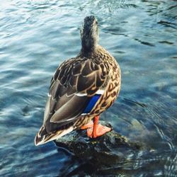 Close-up of bird perching on lake