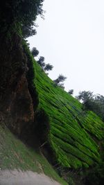 Scenic view of green landscape