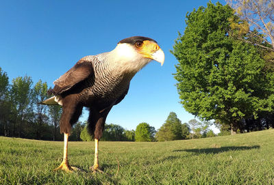 Bird perching on a field