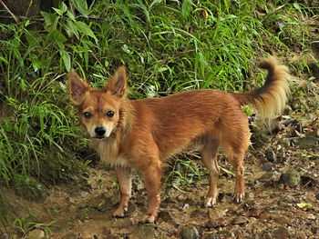 View of a dog on field