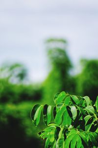 Close-up of leaves against blurred background