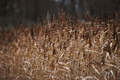 Close-up of stalks in field