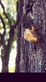 Close-up of lizard on tree trunk