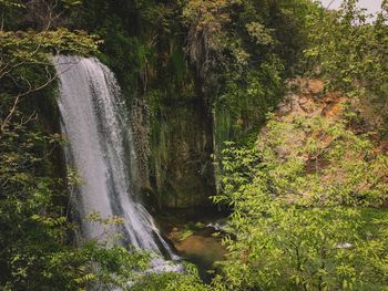 River flowing through forest