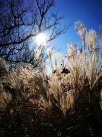 Low angle view of silhouette trees against sky