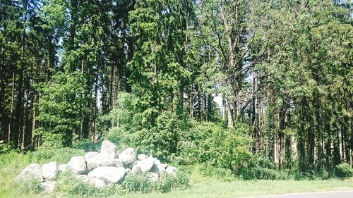 Trees growing on landscape