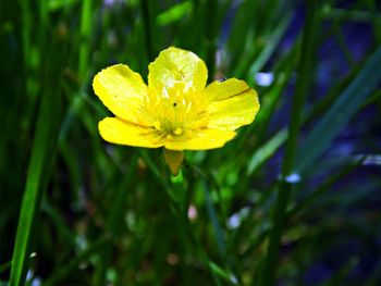 Close-up of yellow flower blooming outdoors