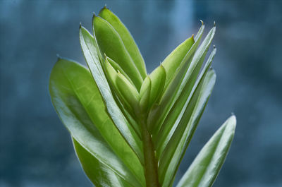 Close-up of plant 