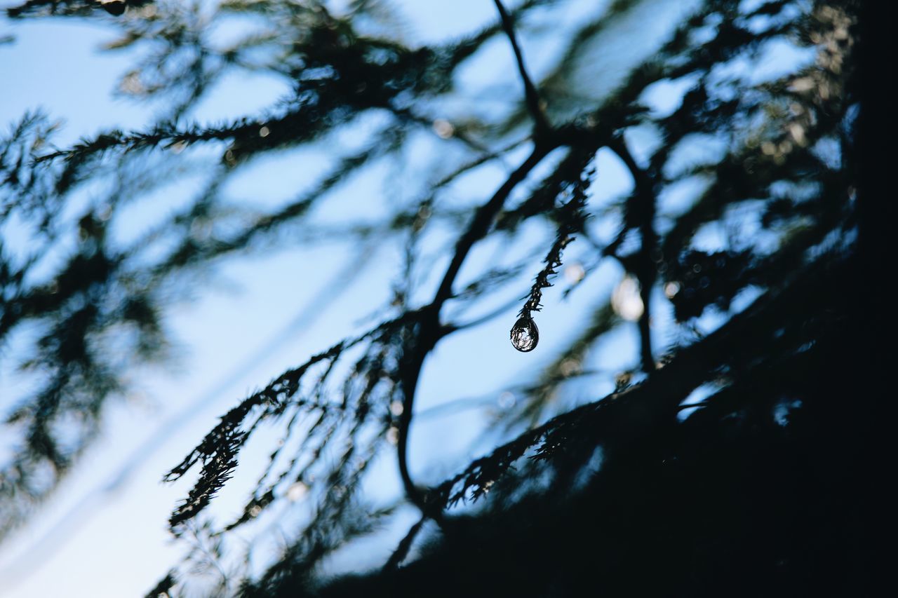 CLOSE-UP OF WET TREE BRANCH