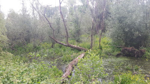 View of plants in forest