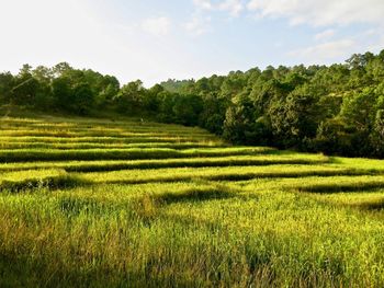 Scenic view of agricultural field against sky