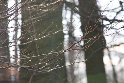 Close-up of spider web on tree