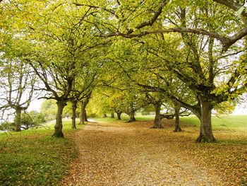 Trees on field during autumn