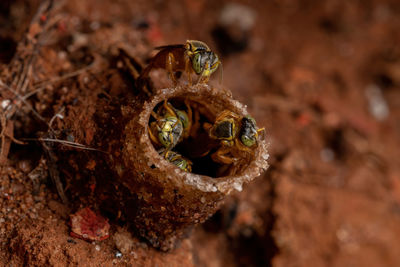 Close-up of bee