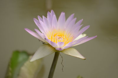 Close-up of pink water lily