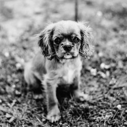 Portrait of a dog