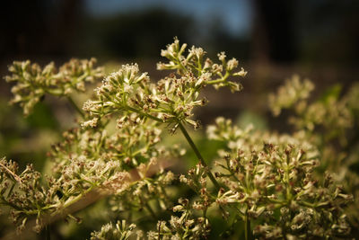 Close-up of small flowering plant in central java, indonesia