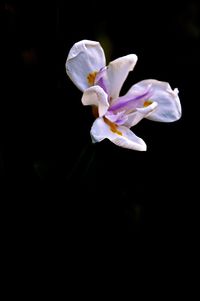 Close-up of orchid