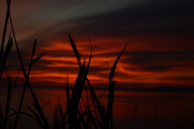 Silhouette plants against sky during sunset