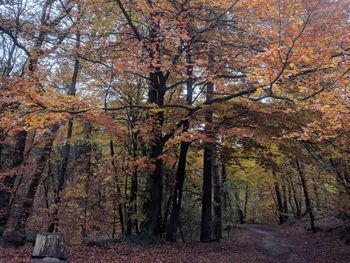 Trees in forest during autumn