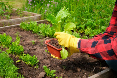 Farmer harvesting organic salad leaves in the greenhouse. female hand holding fresh  salad lettuce