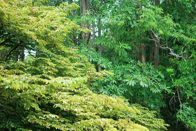Scenic view of forest