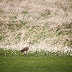 Sheep on grassy field