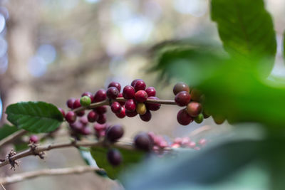 Close-up of berries growing on tree