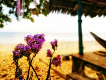 Close-up of flowers against sea