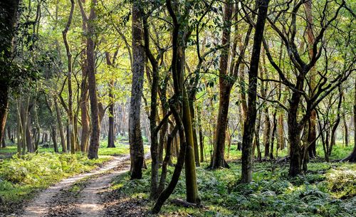 Scenic view of trees in forest