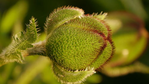 Close-up of poppy bud