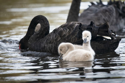 Swans swimming in lake