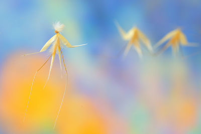 Close-up of dandelion against blue sky