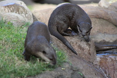High angle view of otters playing with evil look