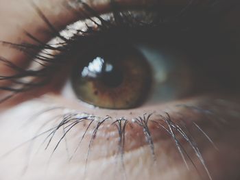 Extreme close-up of human eye