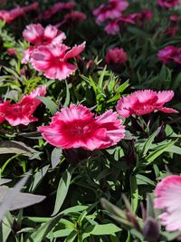 Close-up of pink flowering plants
