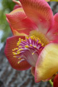 Close-up of yellow flower blooming outdoors