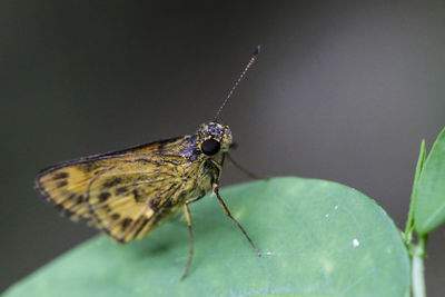 Butterfly on leaf