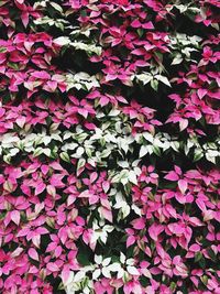 Close-up of pink flowers