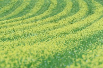 Full frame shot of agricultural field