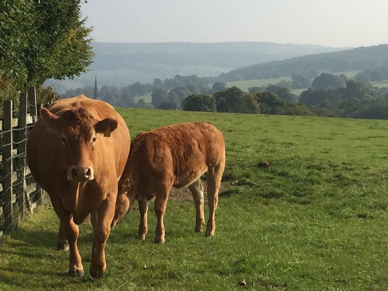 COWS ON FIELD AGAINST SKY