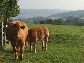 Cows grazing on field against sky