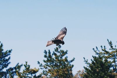 Low angle view of eagle flying against sky