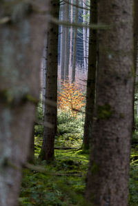 Close-up of tree trunk in forest