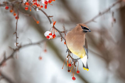 Close-up of bird perching on branch